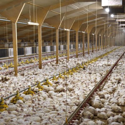 factory-farmed-chickens-the-humane-league-scaled.jpg