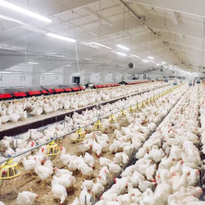 indoors-chicken-farm-chicken-feeding_109285-7019.jpg
