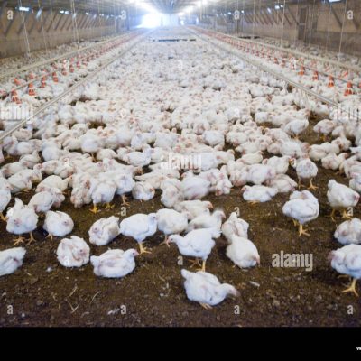 poultry-grower-mohammad-iqbal-snow-hill-maryland-BF6YX3.jpg